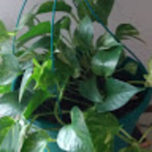 Meet your Posher, Alexa